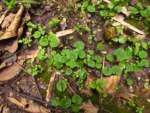 Hydrocotyle leucocephala (18)