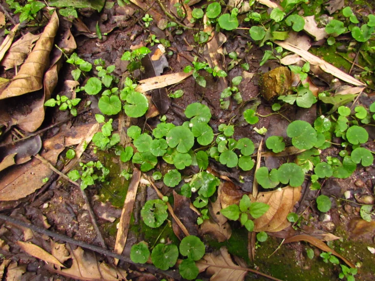 Hydrocotyle leucocephala (18)