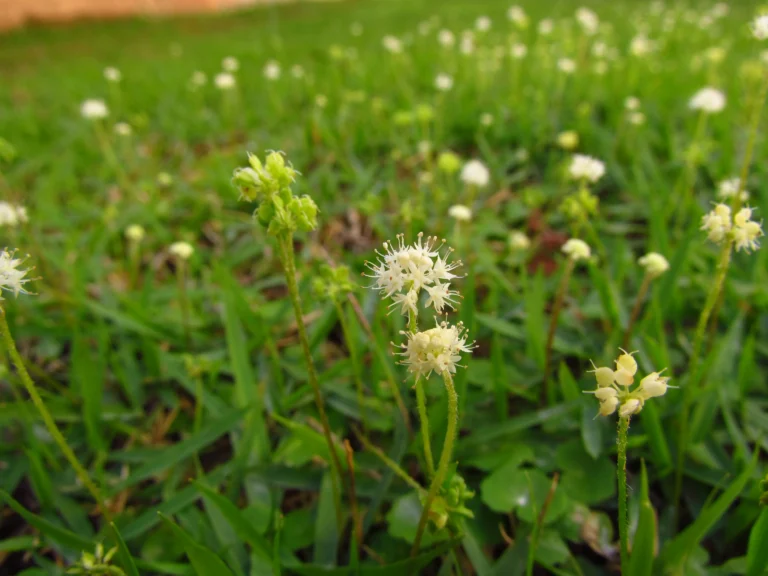 Hydrocotyle leucocephala (16)