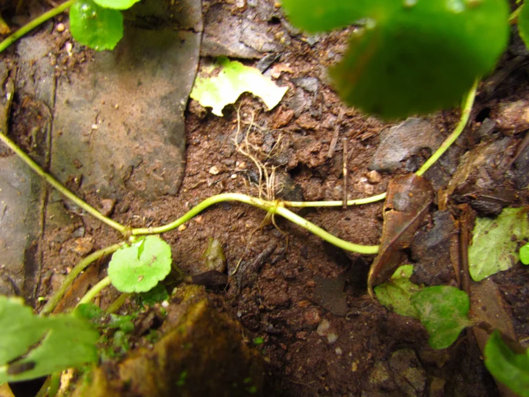 Hydrocotyle leucocephala (17)