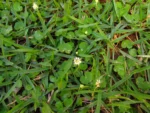 Hydrocotyle leucocephala (14)