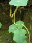 Hydrocotyle langsdorffii (22)