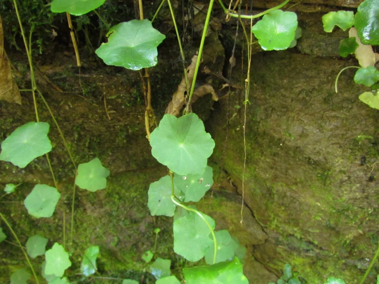 Hydrocotyle langsdorffii (19)