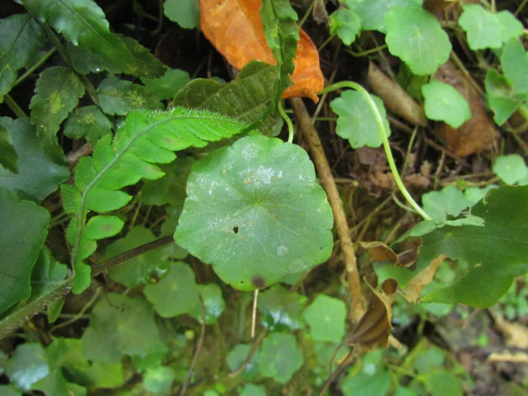 Hydrocotyle langsdorffii (15)