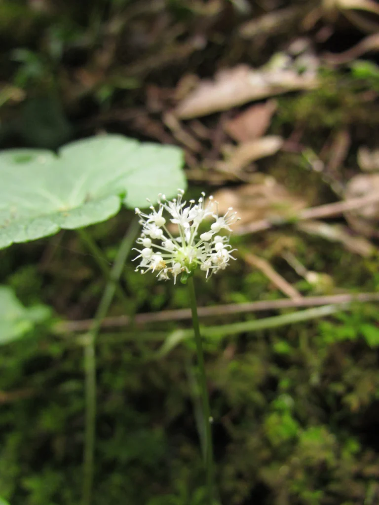 Hydrocotyle langsdorffii (10)