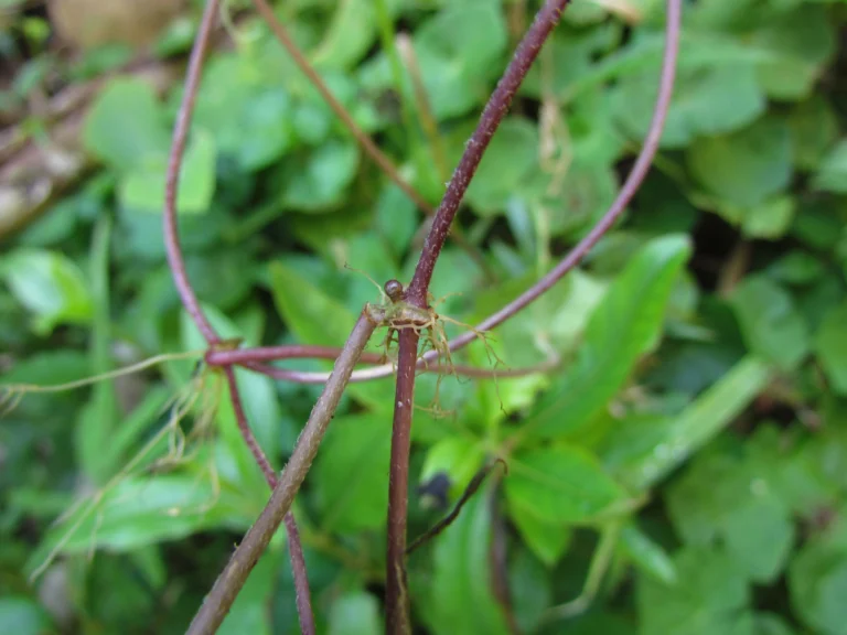 Hydrocotyle itatiaiensis (11)