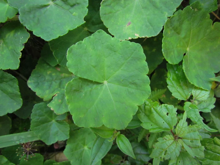 Hydrocotyle itatiaiensis (9)