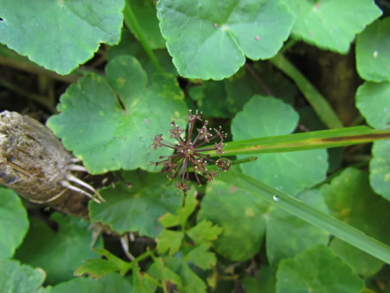 Hydrocotyle itatiaiensis (4)