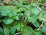 Hydrocotyle itatiaiensis (5)