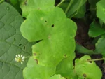 Hydrocotyle callicephala (28)