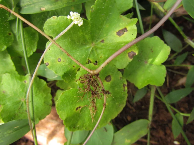Hydrocotyle callicephala (29)