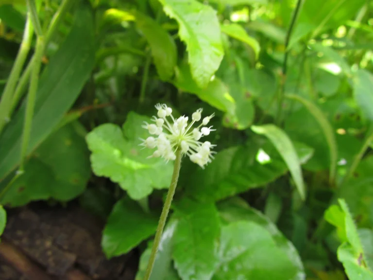 Hydrocotyle callicephala (25)
