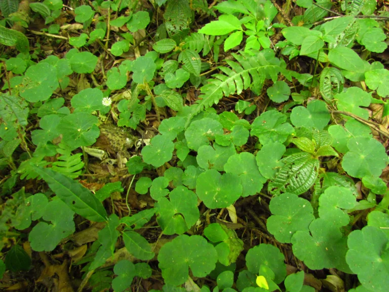 Hydrocotyle callicephala (17)