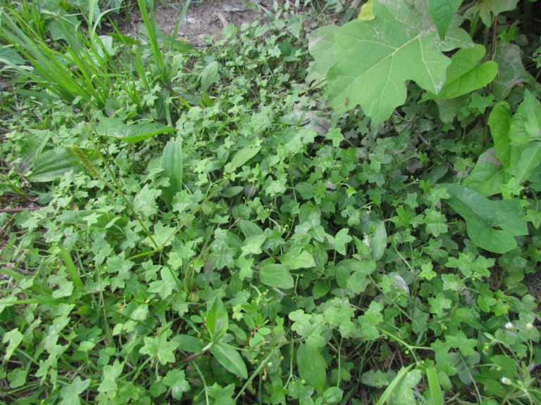 Hydrocotyle bowlesioides (29)