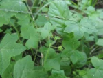 Hydrocotyle bowlesioides (27)