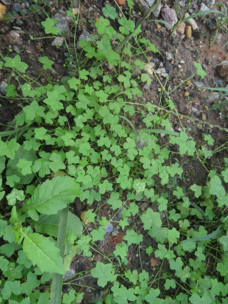 Hydrocotyle bowlesioides (26)