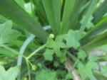 Hydrocotyle bowlesioides (24)