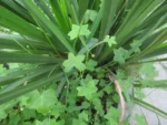 Hydrocotyle bowlesioides (21)