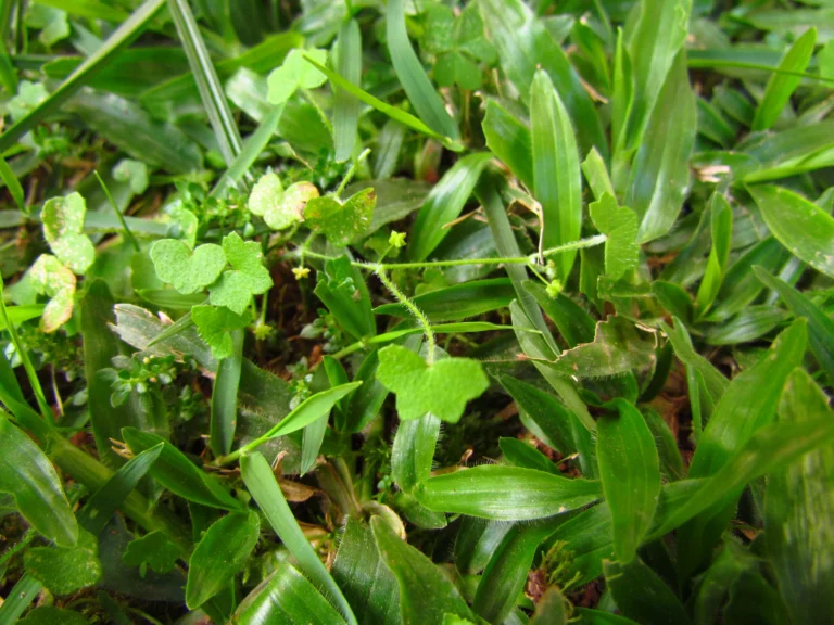 Hydrocotyle bowlesioides (19)