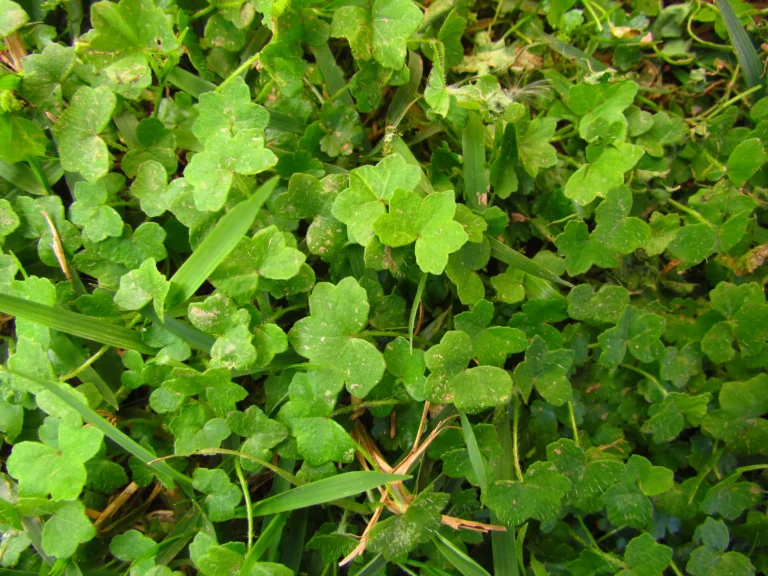 Hydrocotyle bowlesioides (14)