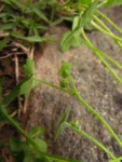 Hydrocotyle bowlesioides (11)
