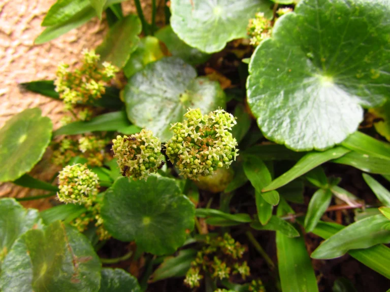 Hydrocotyle bonariensis (28)