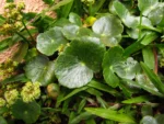 Hydrocotyle bonariensis (27)