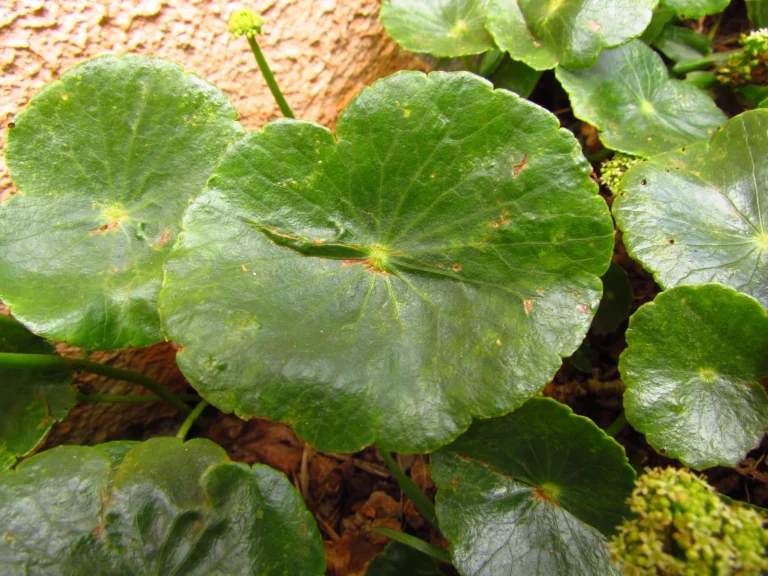 Hydrocotyle bonariensis (25)