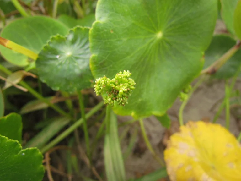 Hydrocotyle bonariensis (22)