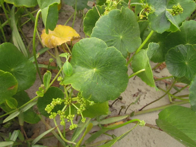 Hydrocotyle bonariensis (16)