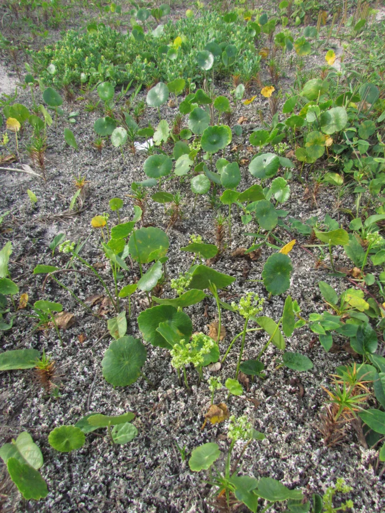 Hydrocotyle bonariensis (14)