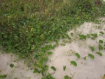 Hydrocotyle bonariensis (15)