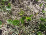Hydrocotyle bonariensis (8)