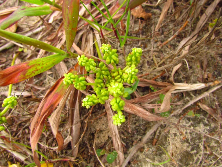 Hydrocotyle bonariensis (4)