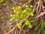 Hydrocotyle bonariensis (2)