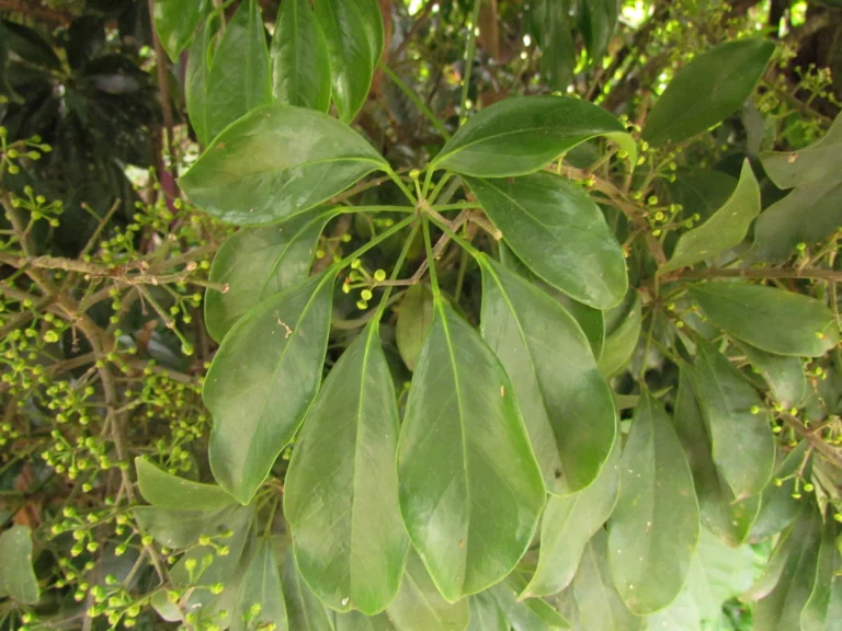 Heptapleurum arboricola (13)