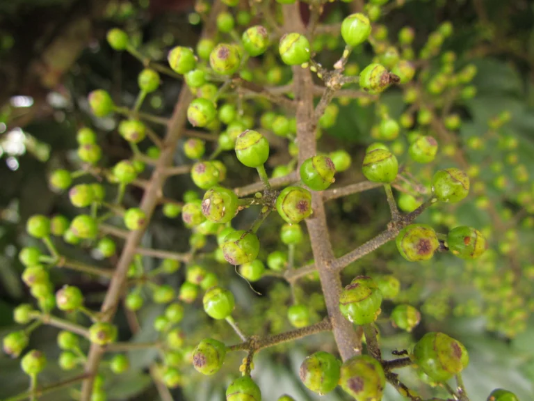 Heptapleurum arboricola (12)