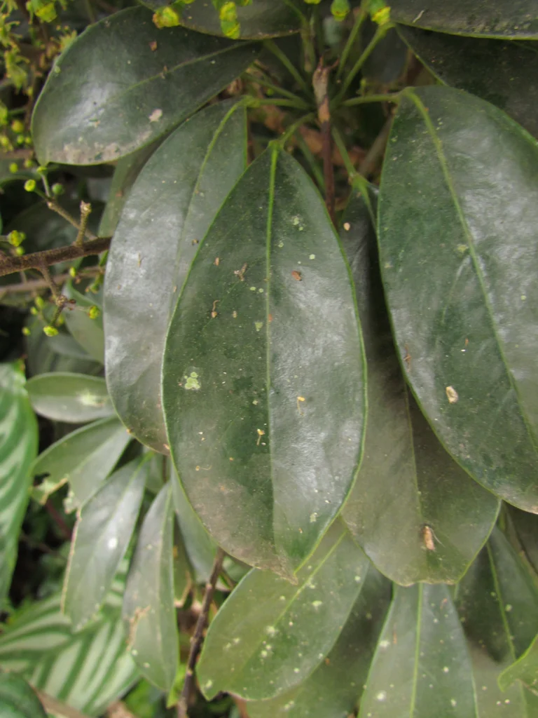 Heptapleurum arboricola (9)