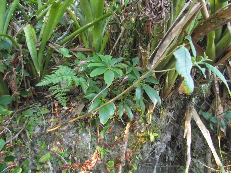Heptapleurum arboricola (1)