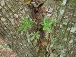 Heptapleurum arboricola (2)