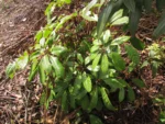 Heptapleurum actinophyllum