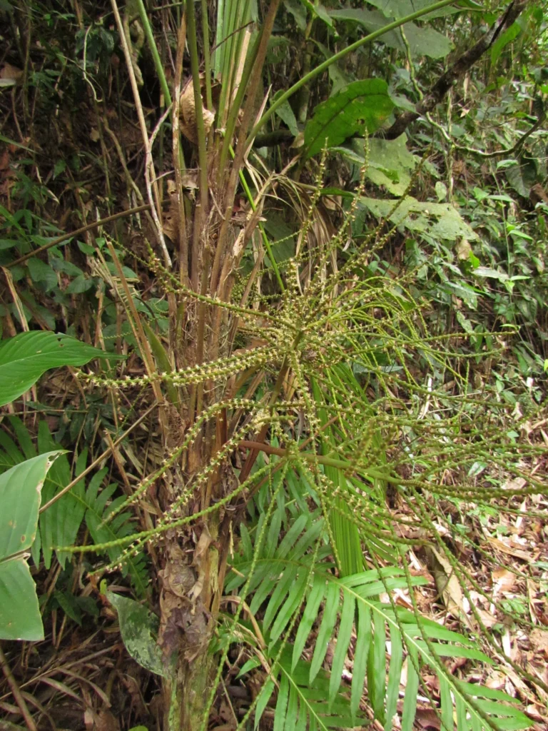 Geonoma schottiana (23)