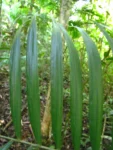 Geonoma schottiana (12)