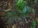 Geonoma schottiana (2)