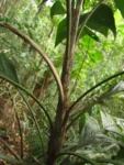 Geonoma elegans (12)