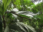 Geonoma elegans (14)