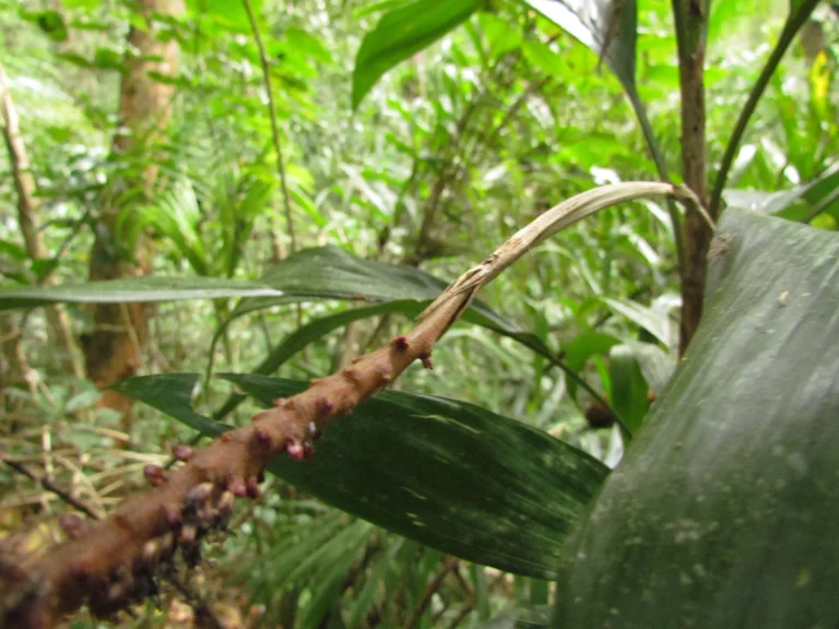 Geonoma elegans (10)