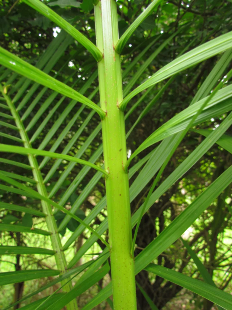 Euterpe edulis (35)