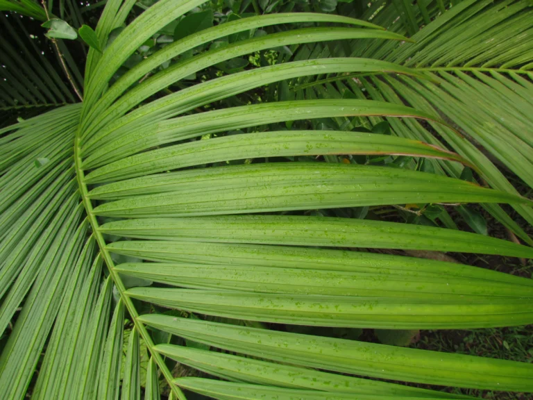 Euterpe edulis (23)