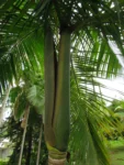 Euterpe edulis (22)
